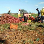 agricultura em conceicao acude cacimba nova foto sonia alves (2) (1)