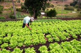 emater agricultura familiar areia foto antonio david