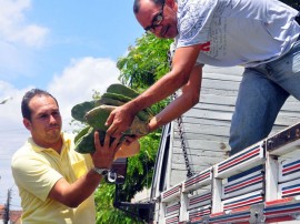 entrega de palma na emater itabaiana jose lins secom pb_0196