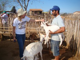 Cabras em Prata 01