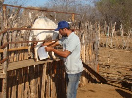 Cabras em Prata 3