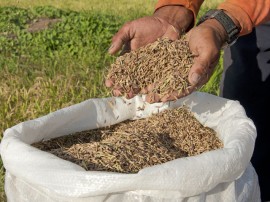 arroz cooperar  Foto Antonio David