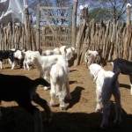 caprinocultura melhoramento genetico de cabras (2)