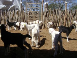 caprinocultura melhoramento genetico de cabras (2)