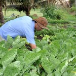 emater agricultura familiar cultivo de mandioca pnae (1)