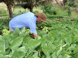 emater agricultura familiar cultivo de mandioca pnae (1)