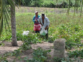 emater agricultura familiar cultivo de mandioca pnae