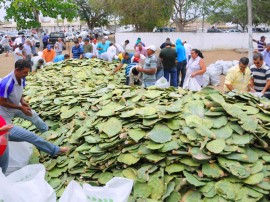 ricardo ENTREGA DE PALMA melhoradas na regiao de capina foto jose marques (2)