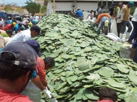 11.03.13 Distribuição de Palma resistente em Patos 1 270x202 - Agricultores de Água Branca serão contemplados com raquetes de palma