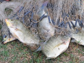 aquicultura_tilapia_foto_kleide_teixeira_001