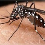 dengue