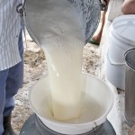 emater criacao de Gado vaca leite em Itatuba Foto Antonio David (5)