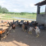 emater criativida na agricultura e criacao de galinhas (1)