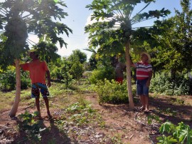 emater criativida na agricultura e criacao de galinhas 270x202 - Governo incentiva produção de hortaliças e avicultura no Sertão