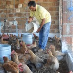 emater familias em gurinhem criam aves em sistema semi-aberto