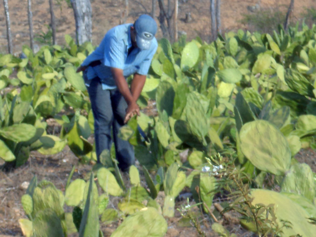 emater palma e racao animal 12 - Agricultores destacam importância de palma distribuída pelo Governo