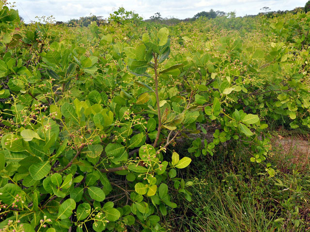 emepa cajueiro foto joao francisco secom pb 2 - Emepa realiza dia de campo sobre produção integrada de caju