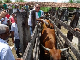 17.11.11 vacina contra febre aftosa 1 270x202 - Governo inicia campanha de vacinação da aftosa