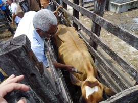 17.11.11 vacina contra febre aftosa 3 270x202 - Governo inicia campanha de vacinação da aftosa