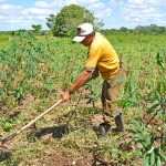 agricultura organica alagoa grande foto antonio david 2