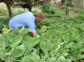 emater IX semana de alimentos organicos 21 270x202 - Governo do Estado comemora Semana de Alimentos Orgânicos