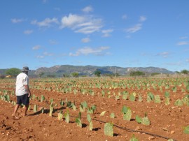 emater agricultor testa no sertao palama resistente a cochonilha plantio de raquetes 270x202 - Agricultor cultiva palma resistente à cochonilha no Sertão