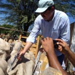 emater campanha febre aftosa 1