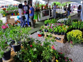 empasa feira de flores foto kleide teixeira 122 270x202 - Feira de Flores com preços populares movimenta Empasa na Capital