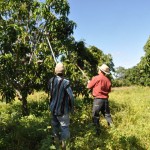 emater plantacao de manga organica em pianco (2)