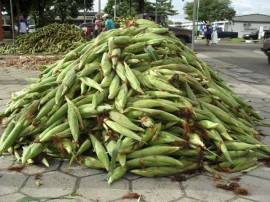 empasa libera comercio do milho verde 11 270x202 - Vendas de milho verde movimentam entrepostos da Empasa