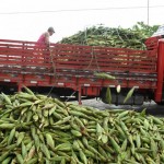 empasa libera comercio do milho verde 2 150x150 - Empasa libera comercialização do milho verde nos entrepostos