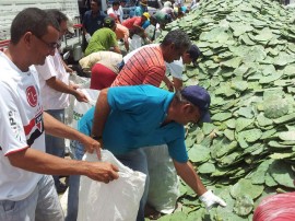 11.03.13 Distribuição de Palma resistente em Patos 270x202 - Semana da Agricultura realiza atividades em Itaporanga