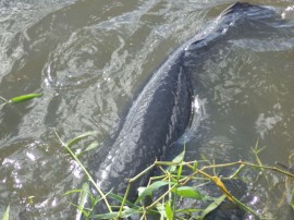 28.06.13 governo instalar criatorio peixe pirarucuemba 3 270x202 - Governo pretende ampliar criatório de peixe em Bananeiras