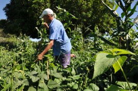 DSC 1084 270x179 - Governo estimula produção de feno para alimentação de rebanhos na estiagem