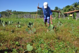 DSC 1097 270x179 - Governo estimula produção de feno para alimentação de rebanhos na estiagem