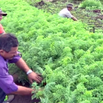 agricultores_esperanca_francinaldo_na produção