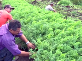 agricultores esperanca francinaldo na produção 270x202 - Governo apoia produção sem agrotóxicos em Esperança