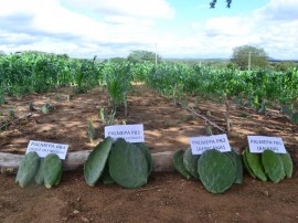 emater producao de racao animal com sistema de irrigacao benefica agricultor familiar 2 270x202 - Produção de ração animal com sistema de irrigação beneficia agricultor familiar