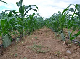 emater producao de racao animal com sistema de irrigacao benefica agricultor familiar 3 270x202 - Produção de ração animal com sistema de irrigação beneficia agricultor familiar