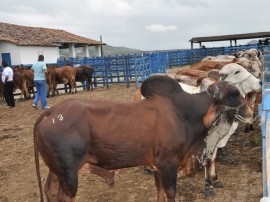 emepa leilao bovino foto joao francisco 12 270x202 - Emepa vai fazer leilão de bovinos na estação experimental de Alagoinha