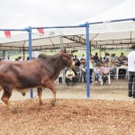 emepa leilao bovino foto joao francisco 145