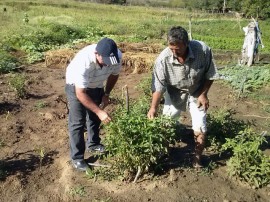 emater agricultor do semiarido aumenta producao de hortalicas Cajazeinha 2 270x202 - Agricultor aumenta renda produzindo hortaliças no semiárido