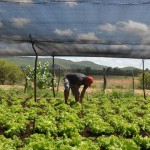 emater agricultura familiar  (1)