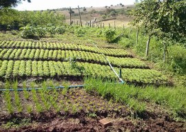 emater coremas2 270x192 - Produção familiar garante renda para agricultores do Sertão