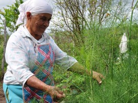 04.09.13 agricultora 83anos cultiva hortalias fabrica bolo 1 270x202 - Com ajuda da Emater, agricultora de 83 anos cultiva hortaliças e fabrica bolos