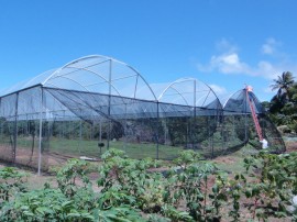 06.09.13 cooperar viabiliza construcao estufa 3 270x202 - Cooperar viabiliza construção de estufa para agricultores de Pitimbu