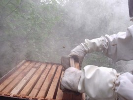 emater apoio a apicultura Mel em sao jose dos cordeiros Fotos Robison 2 270x202 - Emater distribui mudas de frutíferas para atrair abelhas e repovoar colmeias