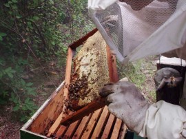 emater apoio a apicultura Mel em sao jose dos cordeiros Fotos Robison 3 270x202 - Emater distribui mudas de frutíferas para atrair abelhas e repovoar colmeias