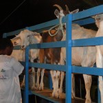 emater pb destaque na assembleia do maranhao sobre caprinocultura (1)