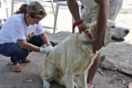 vacina 11 270x180 - Paraíba realiza dia ‘D’ de vacinação contra a raiva animal